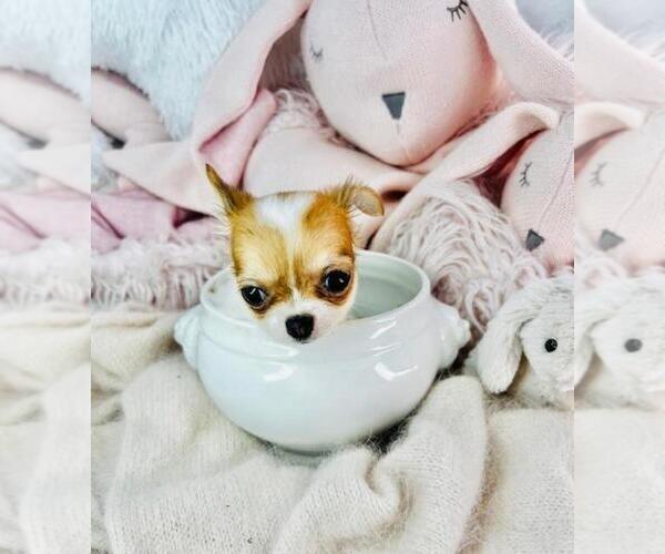 Medium Photo #33 Chihuahua Puppy For Sale in MIAMI, FL, USA