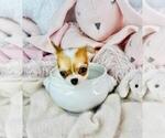 Small #32 Chihuahua