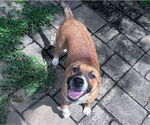 Small #8 Mutt