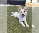 Small #1 Mutt