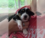 Small Photo #2 Miniature Australian Shepherd Puppy For Sale in BURKE, VA, USA