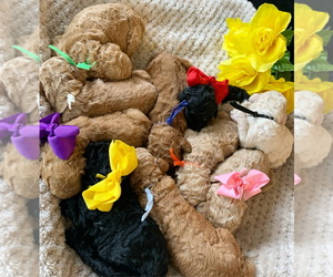 Poodle (Standard) Puppy for sale in LITHONIA, GA, USA