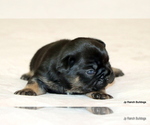 Small Photo #37 French Bulldog Puppy For Sale in WINNSBORO, TX, USA