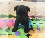 Small Photo #4 Schnauzer (Miniature) Puppy For Sale in SALEM, OR, USA