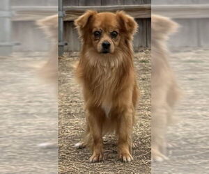 Mutt Dogs for adoption in Great Bend, KS, USA