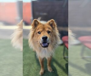 Chow Chow Dogs for adoption in Phoenix, AZ, USA