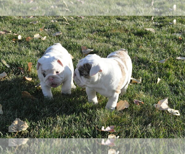 Medium Photo #9 English Bulldog Puppy For Sale in NAMPA, ID, USA