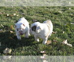 Small Photo #9 English Bulldog Puppy For Sale in NAMPA, ID, USA