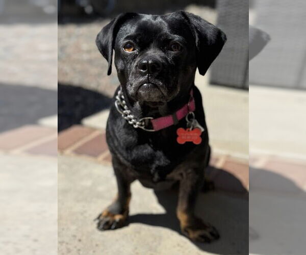 Medium Photo #18 Pug-Unknown Mix Puppy For Sale in Lake Forest, CA, USA
