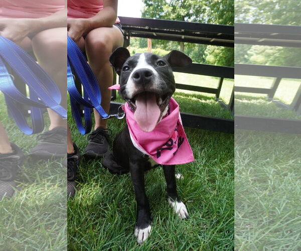 Medium Photo #1 American Pit Bull Terrier-American Staffordshire Terrier Mix Puppy For Sale in Chester, VA, USA