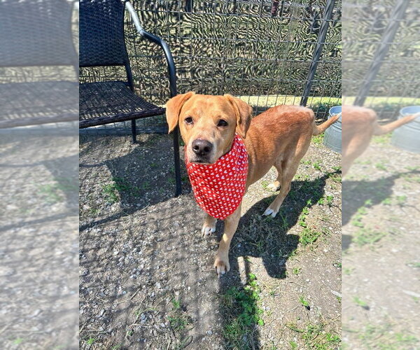 Medium Photo #1 Mutt Puppy For Sale in Abbeville, LA, USA