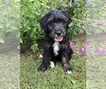 Small #5 Bernedoodle