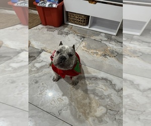 American Bully Puppy for sale in GOFFSTOWN, NH, USA