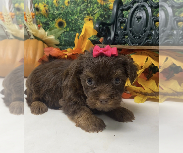 Medium Photo #4 Shorkie Tzu Puppy For Sale in SELLERSBURG, IN, USA