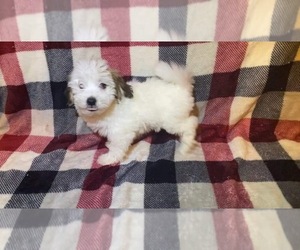 Havanese Puppy for sale in BLOOMFIELD, IN, USA