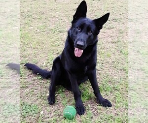 German Shepherd Dog Puppy for sale in ROCK HILL, SC, USA