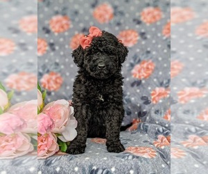 Goldendoodle Puppy for sale in CHRISTIANA, PA, USA