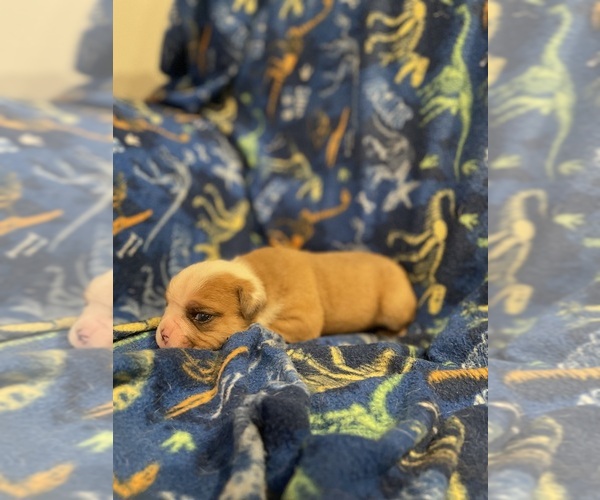 Medium Photo #5 Olde English Bulldogge Puppy For Sale in SMITHS GROVE, KY, USA