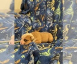 Small #4 Olde English Bulldogge