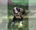 Small #6 American Bulldog