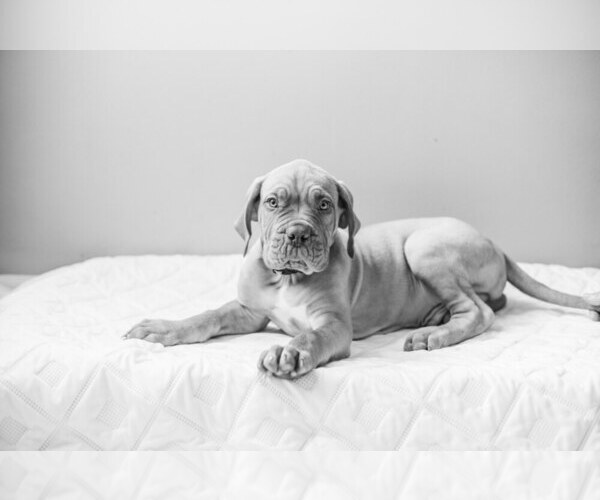 Medium Photo #3 Dogue de Bordeaux Puppy For Sale in COLUMBIA, MO, USA