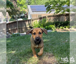 Small #7 Retriever  Mix