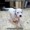 Small Photo #1 Dogo Argentino Puppy For Sale in PINEVILLE, MO, USA