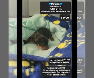 Yorkshire Terrier Puppy for sale in TUCSON, AZ, USA