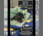 Image preview for Ad Listing. Nickname: Maverick