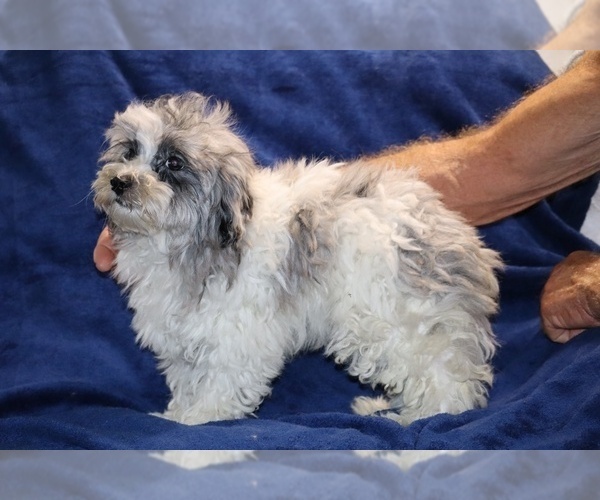 Medium Photo #2 ShihPoo Puppy For Sale in DYERSBURG, TN, USA