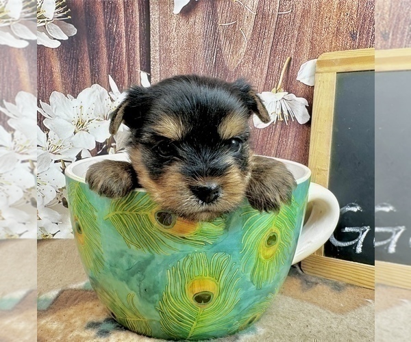 Medium Photo #16 Yorkshire Terrier Puppy For Sale in CASSVILLE, MO, USA