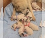 Small Photo #17 Great Pyrenees Puppy For Sale in MOUNT AIRY, NC, USA