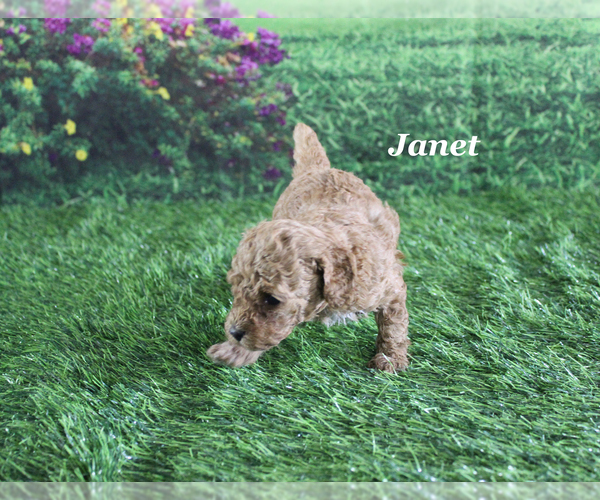 Medium Photo #8 Poodle (Toy) Puppy For Sale in CHANUTE, KS, USA