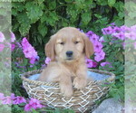 Small #4 Golden Retriever