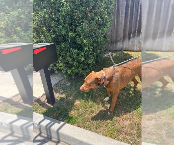 Medium Photo #4 Redbone Coonhound-Unknown Mix Puppy For Sale in Lake Forest, CA, USA