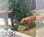 Small #3 Redbone Coonhound Mix