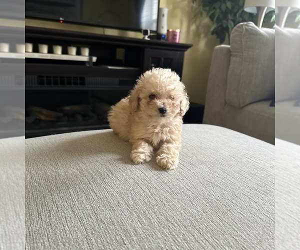 Medium Photo #9 Poodle (Toy) Puppy For Sale in ALEXANDRIA, VA, USA