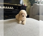 Small Photo #9 Poodle (Toy) Puppy For Sale in ALEXANDRIA, VA, USA