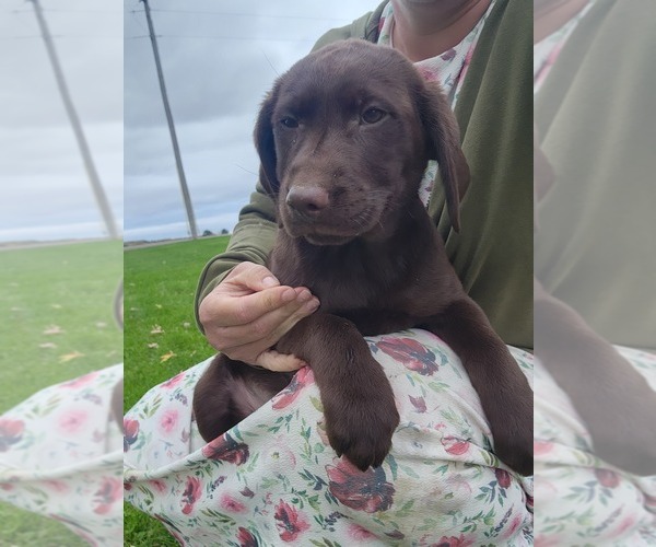 Medium Photo #4 Labrador Retriever Puppy For Sale in GREENWOOD, WI, USA