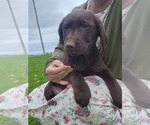 Small #3 Labrador Retriever