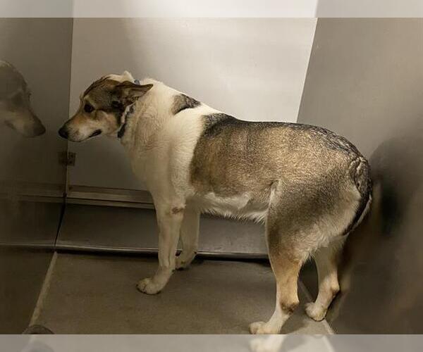 Medium Photo #1 German Shepherd Dog-Unknown Mix Puppy For Sale in Modesto, CA, USA