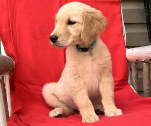 Golden Retriever Puppy for sale in ELKIN, NC, USA