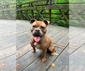 American Bulldog-Unknown Mix Dogs for adoption in Derwood, MD, USA