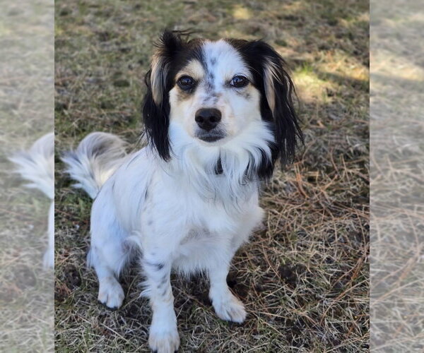Medium Photo #5 Papillon Puppy For Sale in Lakewood, CO, USA
