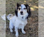 Small #4 Papillon
