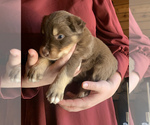 Small Photo #1 Australian Shepherd Puppy For Sale in CHARLESTON, SC, USA