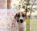 Puppy Puppy 2 Jack Russell Terrier