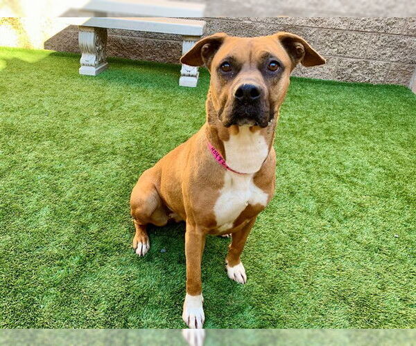 Medium Photo #2 Boxer-Unknown Mix Puppy For Sale in Moreno Valley, CA, USA