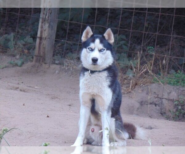 Medium Photo #6 Siberian Husky Puppy For Sale in Pacific grove , CA, USA
