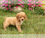 Small #2 Cocker Spaniel